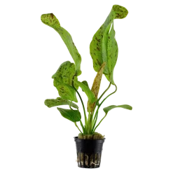 Tropica Akvarieplante i potte Echinodorus Ozelot green