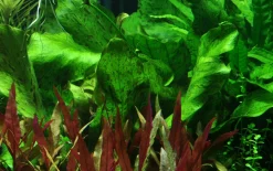 Tropica Akvarieplante i potte Echinodorus Ozelot green