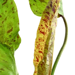 Tropica Akvarieplante i potte Echinodorus Ozelot green