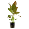 Tropica Akvarieplante i potte Echinodorus Ozelot