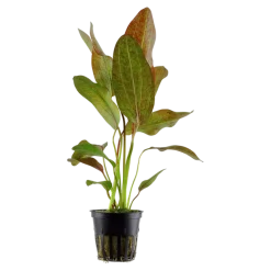 Tropica Akvarieplante i potte Echinodorus Ozelot