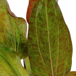 Tropica Akvarieplante i potte Echinodorus Ozelot