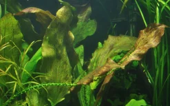 Tropica Akvarieplante i potte Echinodorus Ozelot