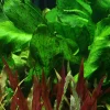 Tropica Akvarieplante i potte Echinodorus Rose