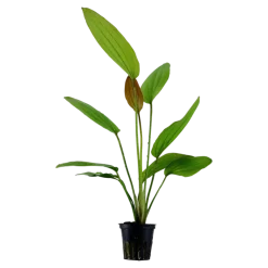 Tropica Akvarieplante i potte Echinodorus Rose
