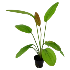 Tropica Akvarieplante i potte Echinodorus Rose