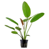 Tropica Akvarieplante i potte Echinodorus x barthii