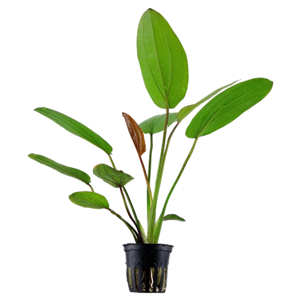 Tropica Akvarieplante i potte Echinodorus x barthii