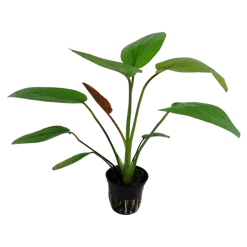 Tropica Akvarieplante i potte Echinodorus x barthii