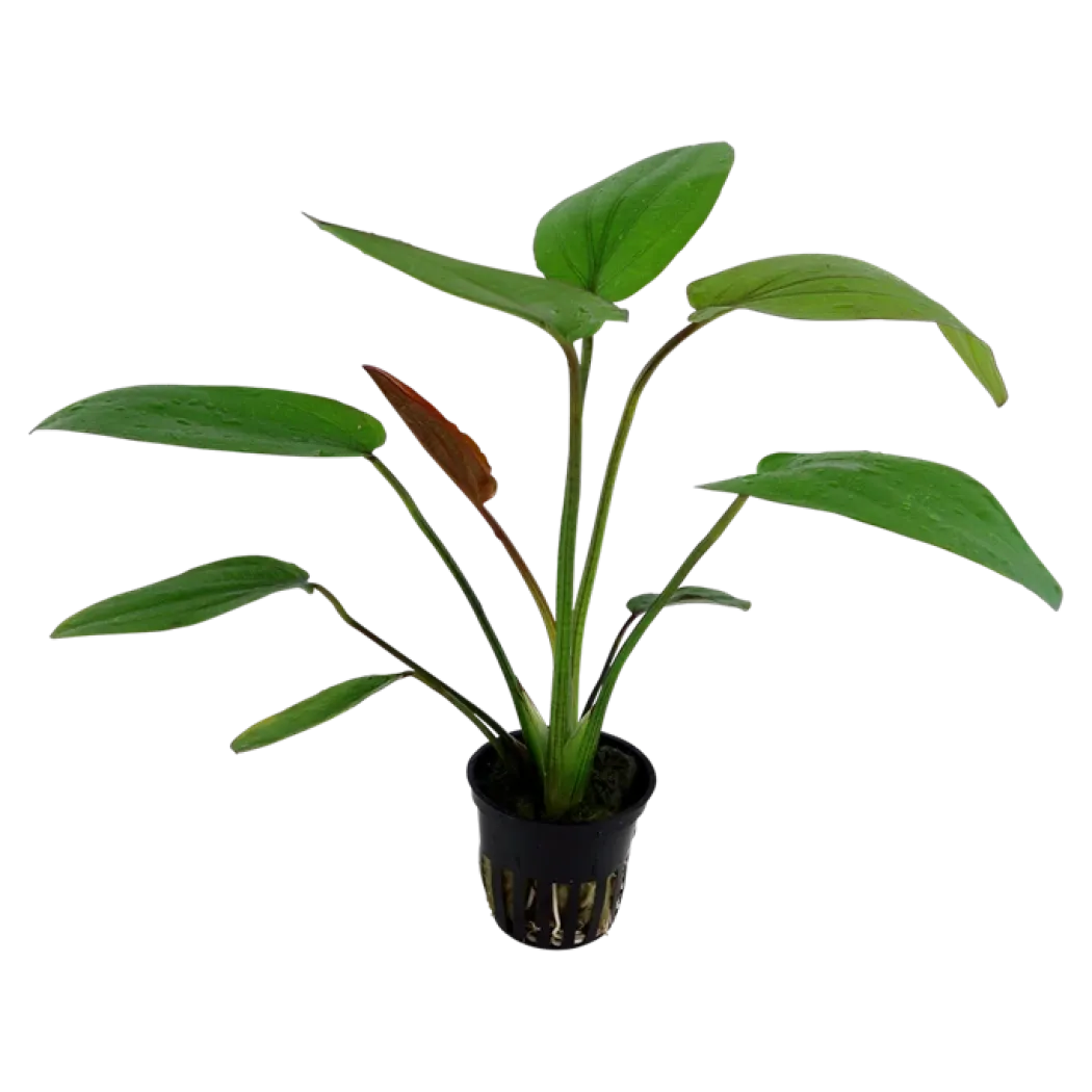 Tropica Akvarieplante i potte Echinodorus x barthii