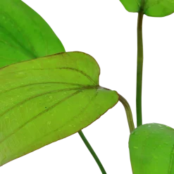 Tropica Akvarieplante i potte Echinodorus x barthii