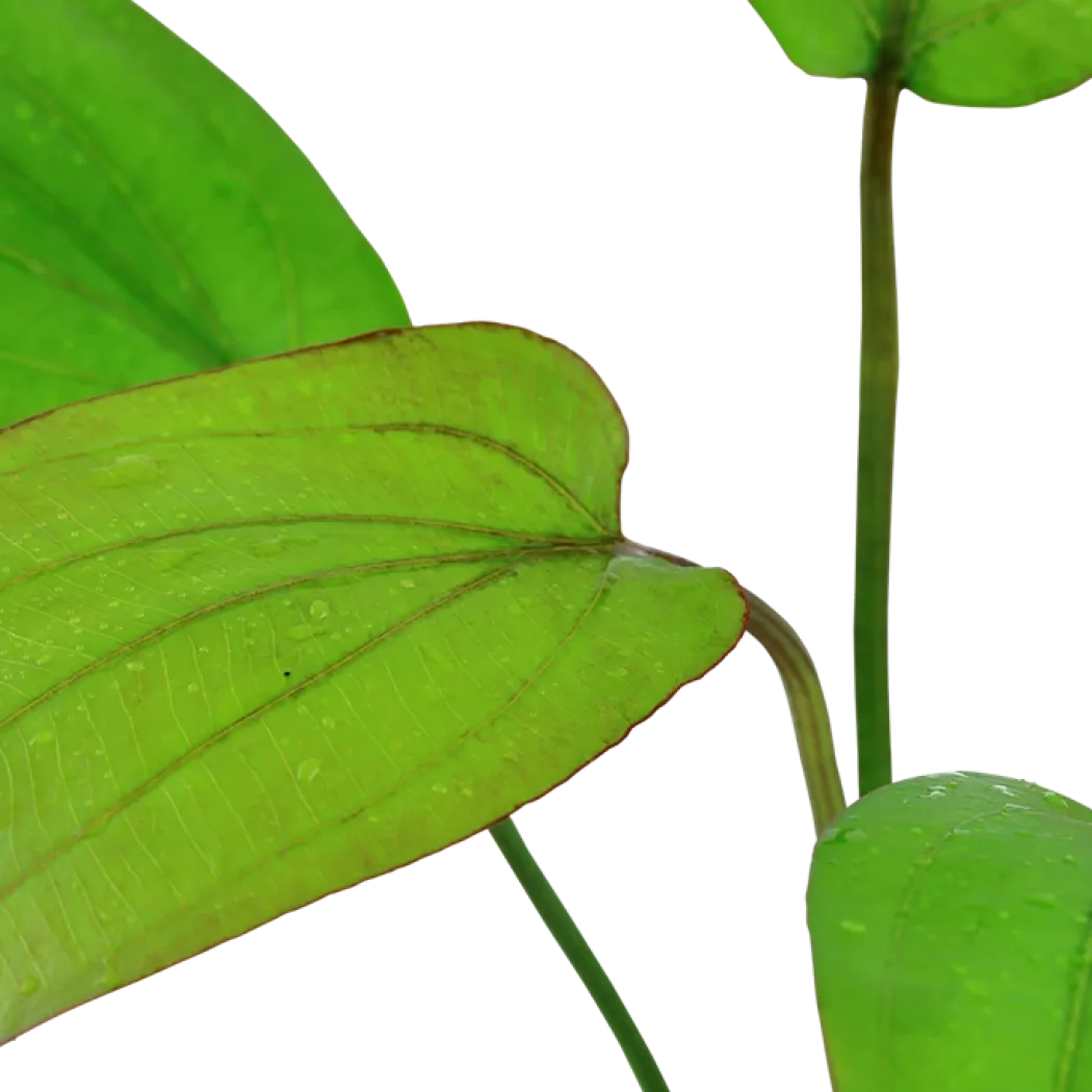 Tropica Akvarieplante i potte Echinodorus x barthii