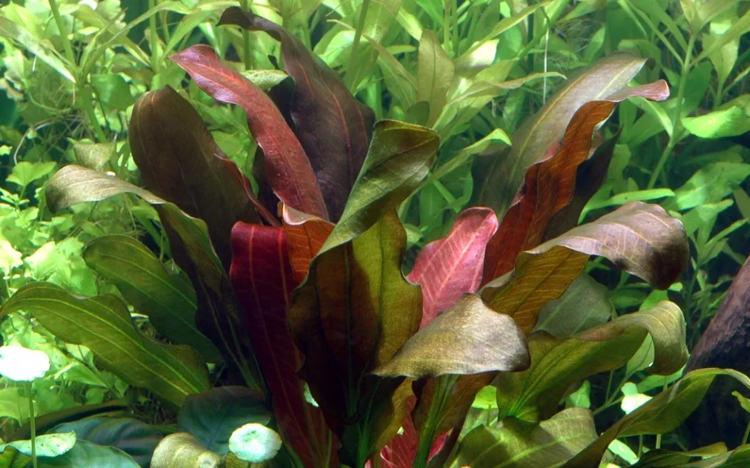Tropica Akvarieplante i potte Echinodorus x barthii