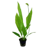 Tropica Akvarieplante i potte Echinodorus grisebachii (bleherae)