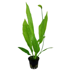 Tropica Akvarieplante i potte Echinodorus grisebachii (bleherae)