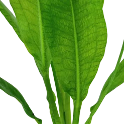 Tropica Akvarieplante i potte Echinodorus grisebachii (bleherae)