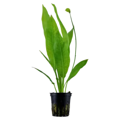 Tropica Akvarieplante i potte Echinodorus grisebachii (bleherae)