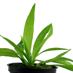 Tropica Akvarieplante i potte Helanthium bolivianum Quadricostatus
