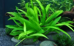 Tropica Akvarieplante i potte Helanthium bolivianum Quadricostatus