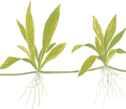 Tropica Akvarieplante i potte Helanthium bolivianum Quadricostatus