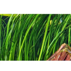 Tropica Akvarieplante i potte Vallisneria spiral (Tiger)