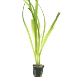 Tropica Akvarieplante i potte Vallisneria americana gigantea