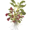 Tropica Akvarieplante i potte Lobelia cardinalis