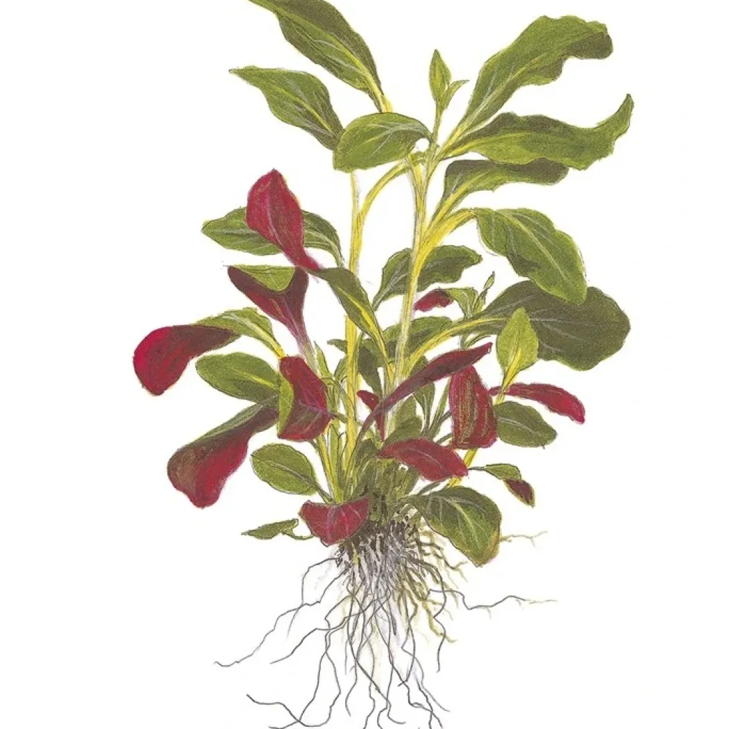 Tropica Akvarieplante i potte Lobelia cardinalis