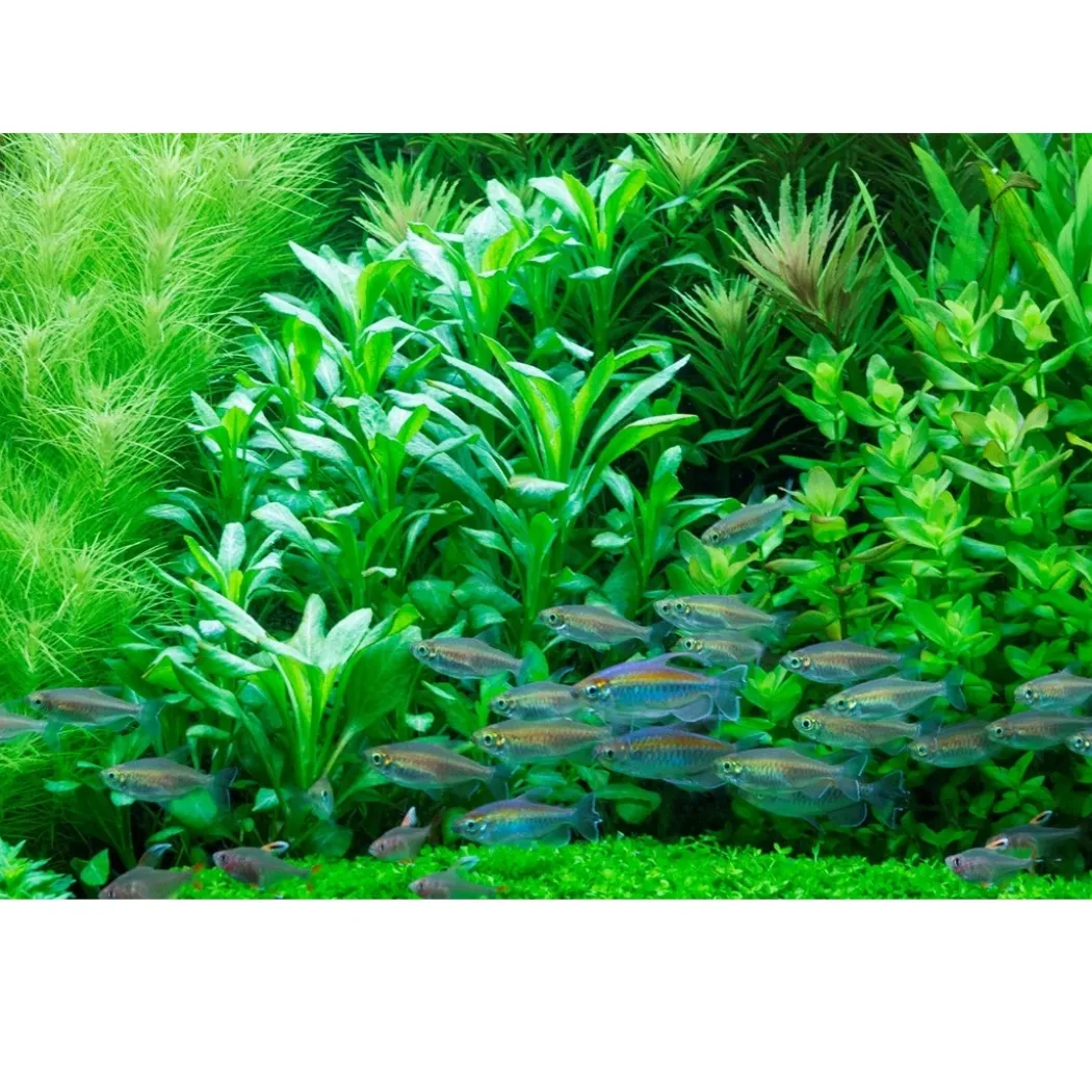 Tropica Akvarieplante i potte Lobelia cardinalis