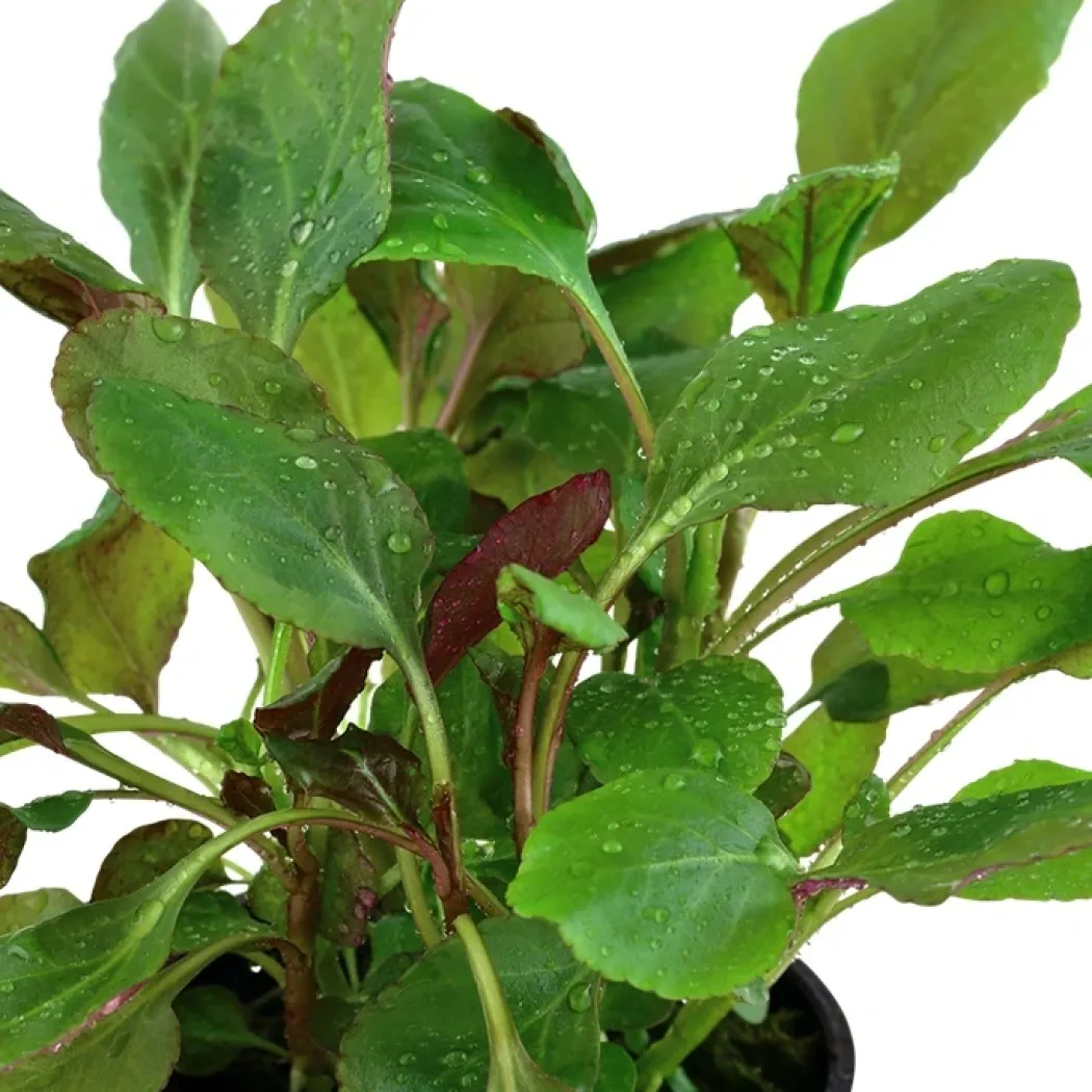 Tropica Akvarieplante i potte Lobelia cardinalis