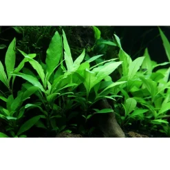 Tropica Akvarieplante i potte Hygrophila Siamensis 53B