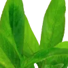 Tropica Akvarieplante i potte Hygrophila Corymbosa Stricta