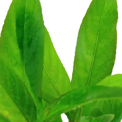 Tropica Akvarieplante i potte Hygrophila Corymbosa Stricta