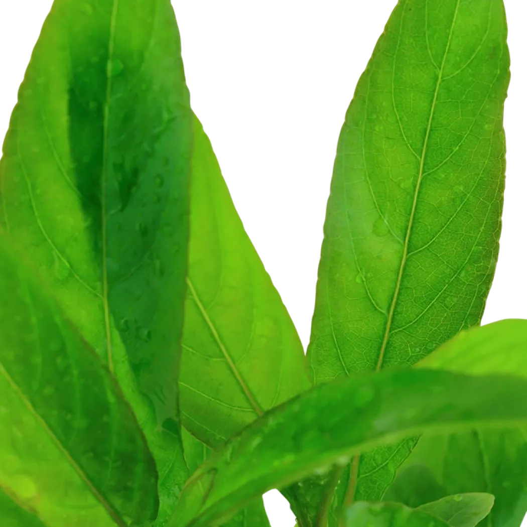Tropica Akvarieplante i potte Hygrophila Corymbosa Stricta