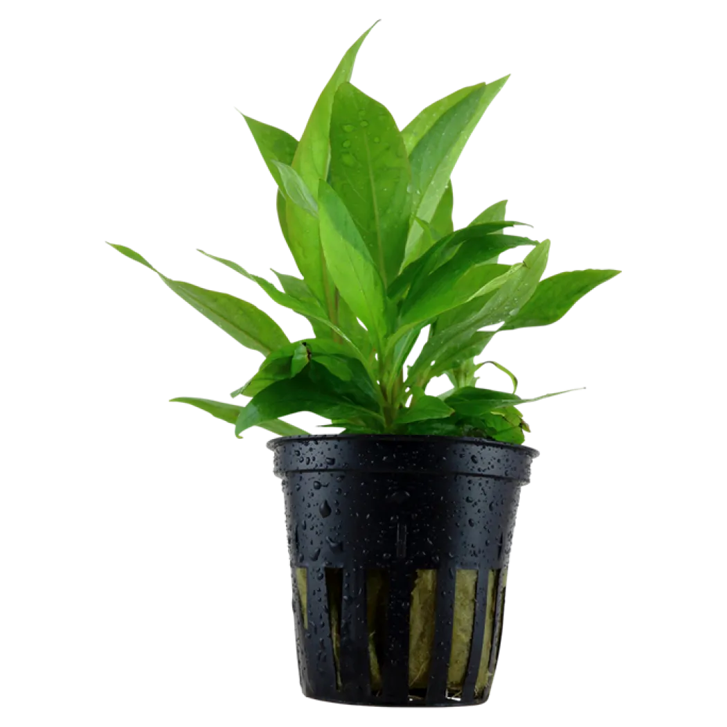 Tropica Akvarieplante i potte Hygrophila Corymbosa Stricta