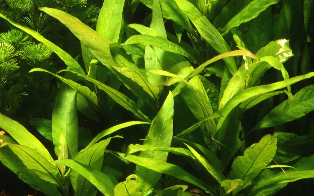 Tropica Akvarieplante i potte Hygrophila Corymbosa Stricta