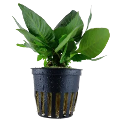 Tropica Akvarieplante i potte Hygrophila corymbosa Compact