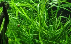 Tropica Akvarieplante i potte Hygrophila costata