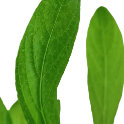 Tropica Akvarieplante i potte Hygrophila costata