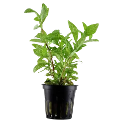 Tropica Akvarieplante i potte Hygrophila polysperma Rosanervig