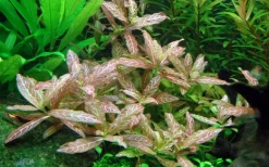 Tropica Akvarieplante i potte Hygrophila polysperma Rosanervig