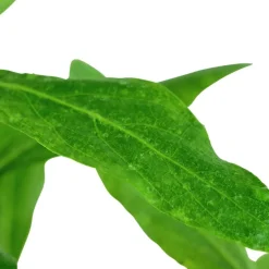 Tropica Akvarieplante i potte Hygrophila polysperma