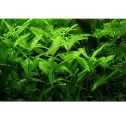 Tropica Akvarieplante i potte Hygrophila polysperma