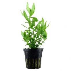 Tropica Akvarieplante i potte Hygrophila polysperma
