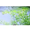 Tropica Akvarieplante i potte Micranthemum umbrosum