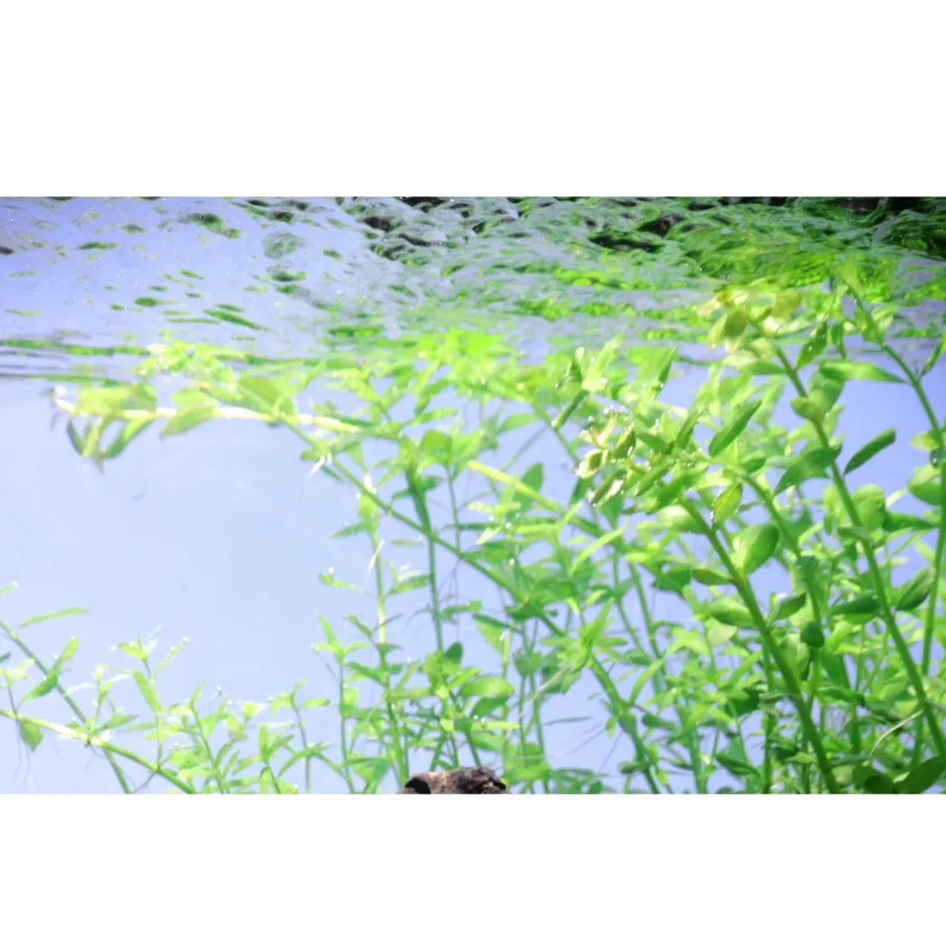 Tropica Akvarieplante i potte Micranthemum umbrosum