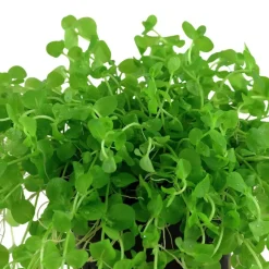 Tropica Akvarieplante i potte Micranthemum umbrosum