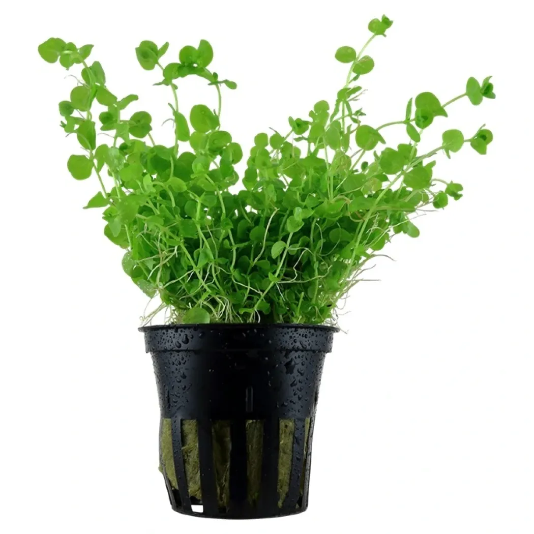 Tropica Akvarieplante i potte Micranthemum umbrosum