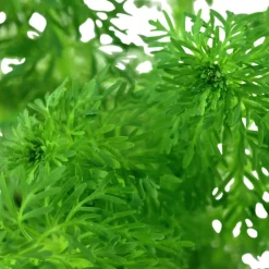 Tropica Akvarieplante i potte Limnophila sessiliflora