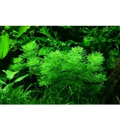 Tropica Akvarieplante i potte Limnophila sessiliflora